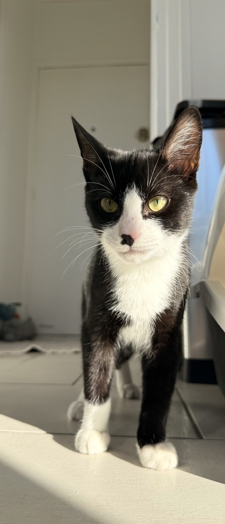 Adopter Loki