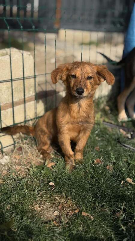 Adopter Ramm