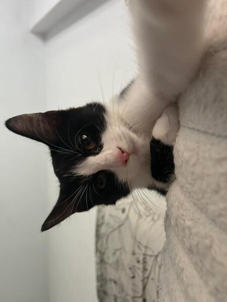 Adopter Fraise