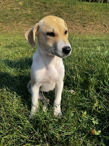 Adopter Toby