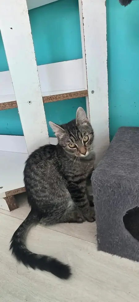 Adopter Grey