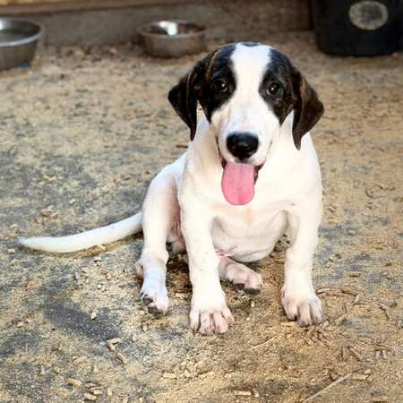 Adopter ELIOS