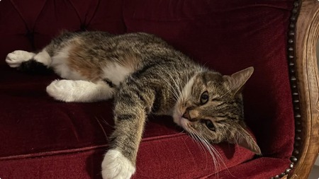 Adopter Faye