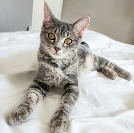 Adopter Shiva