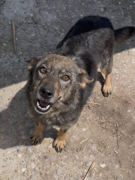 Adopter JOY