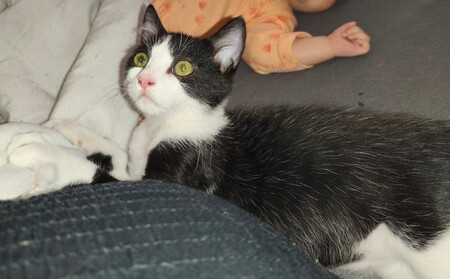Adopter BULBIZARD
