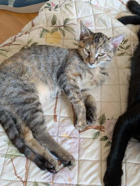 Adopter Blue