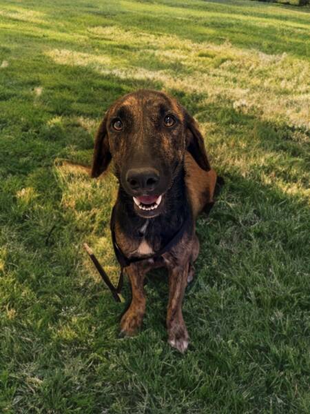 Adopter Shiva