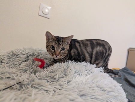 Adopter Naoned