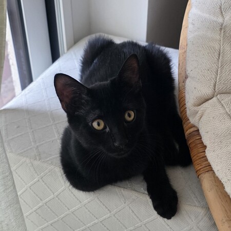 Adopter Naiko