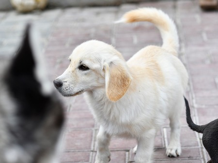 Adopter Marlo