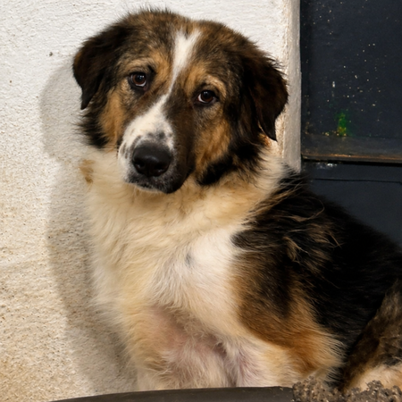 Adopter Fantine
