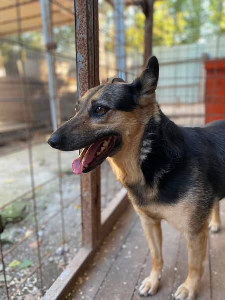 Adopter Masha