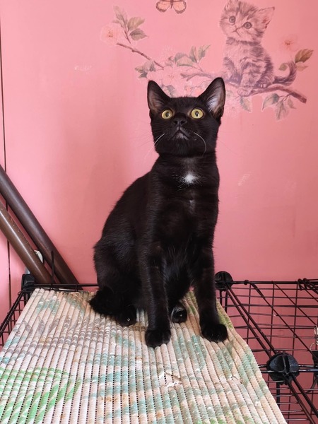 Adopter Bob