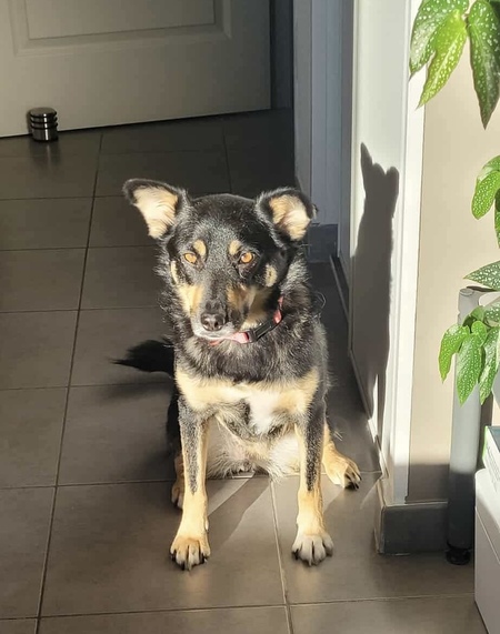 Adopter Talya