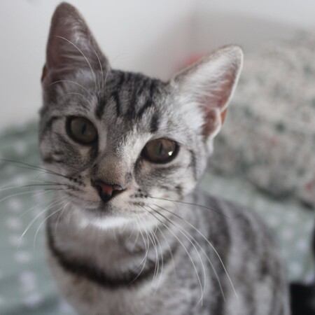Adopter ETINCELLE
