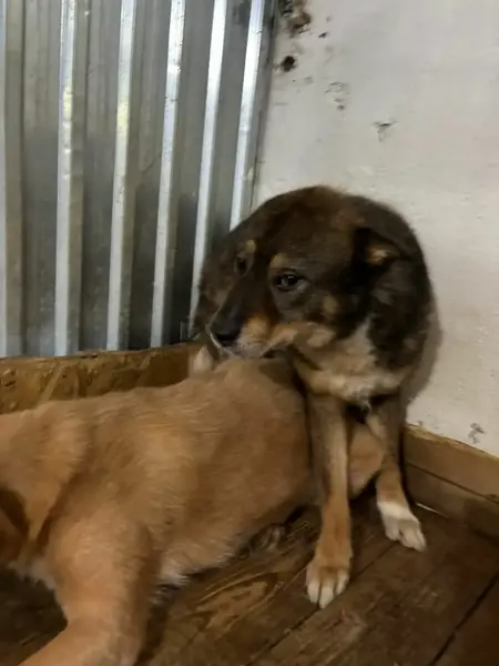 Adopter Zola