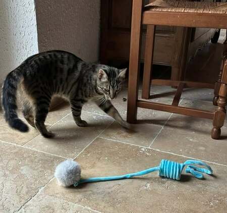 Adopter Basilic°