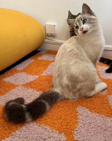 Adopter Abysse 