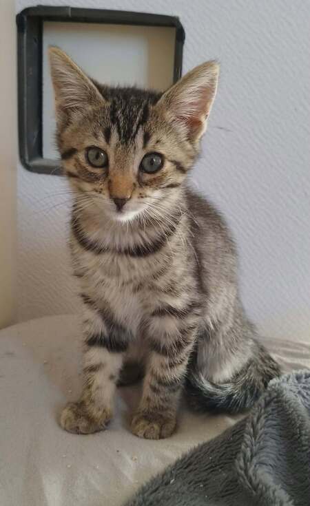 Adopter Pixel