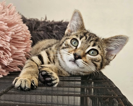 Adopter Bourik