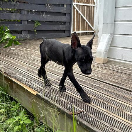 Adopter Marshall