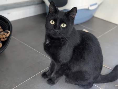 Adopter Alanya
