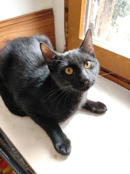 Adopter Bonbon
