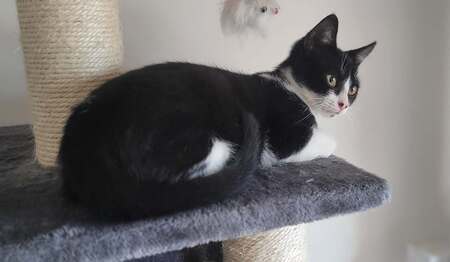 Adopter Banjo