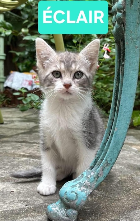Adopter Éclair et Yéti Duo 