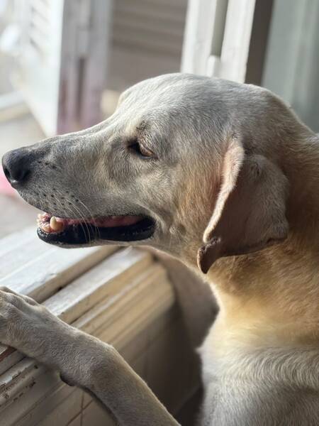 Adopter Bob