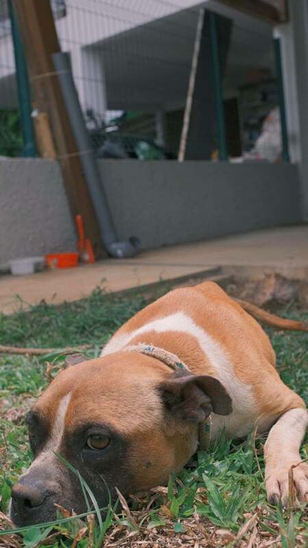 Adopter Doggy