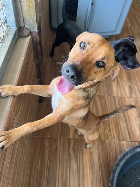 Adopter tiko