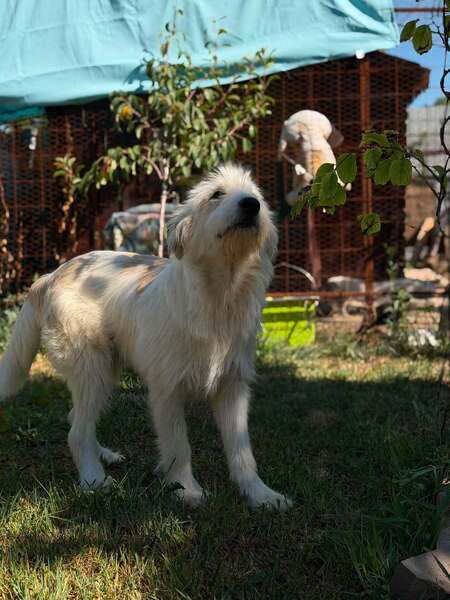 Adopter Boris