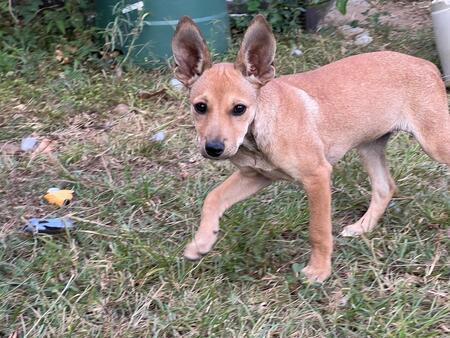 Adopter Hip