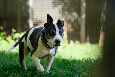 Adopter Prada