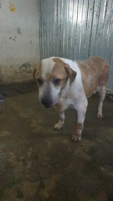 Adopter Jerry
