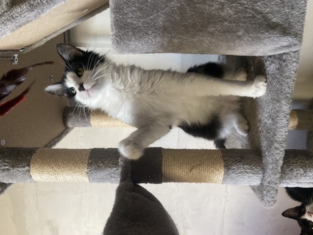 Adopter Chocapic