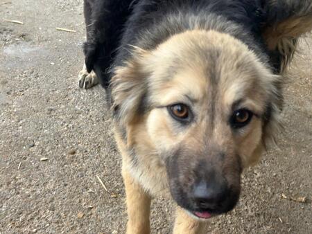 Adopter Edda