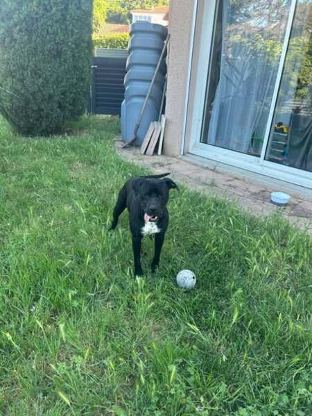 Adopter Arko