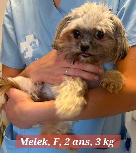 Adopter MELEK