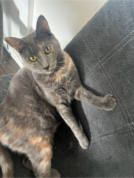 Adopter Aika