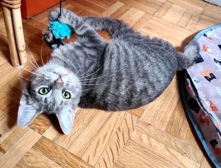 Adopter Rosine