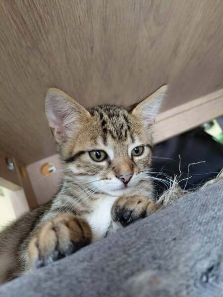 Adopter Brun