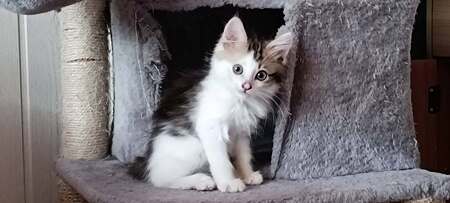 Adopter Baileys 