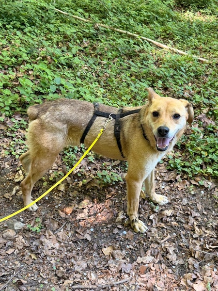 Adopter Sand