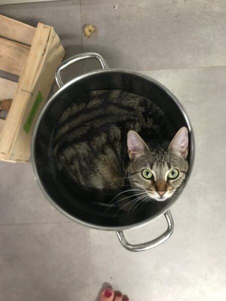 Adopter Athéna 