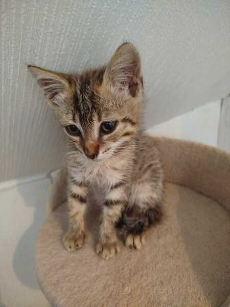 Adopter BASTIEN 