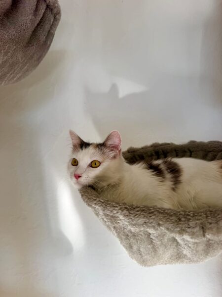 Adopter Stella