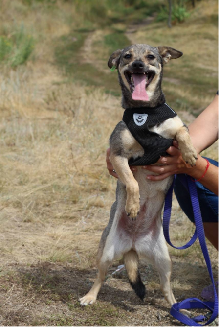 Adopter MOLLY, chien de Ukraine